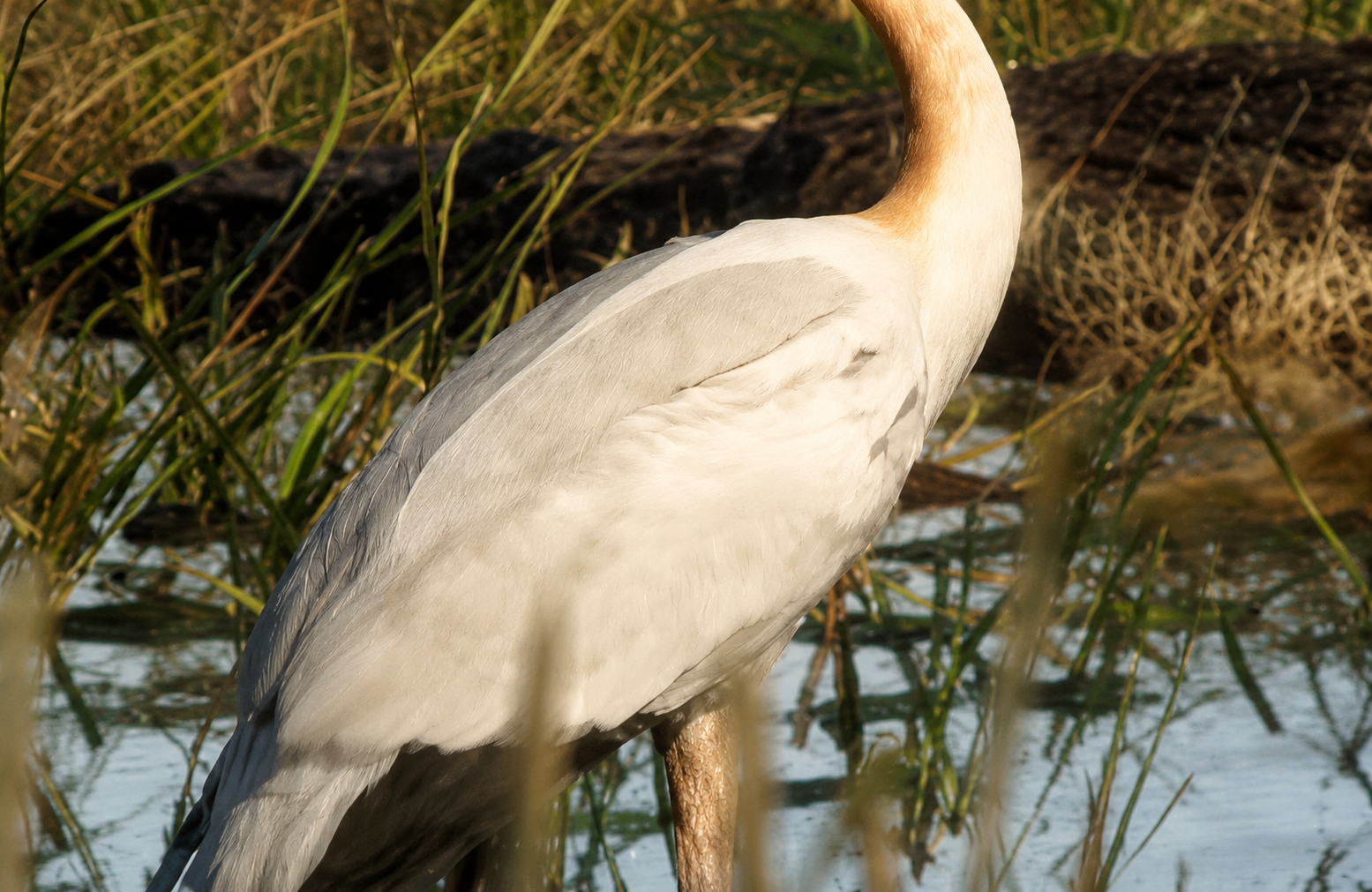 Crane - Bird image 1 of 4 in GTA 6