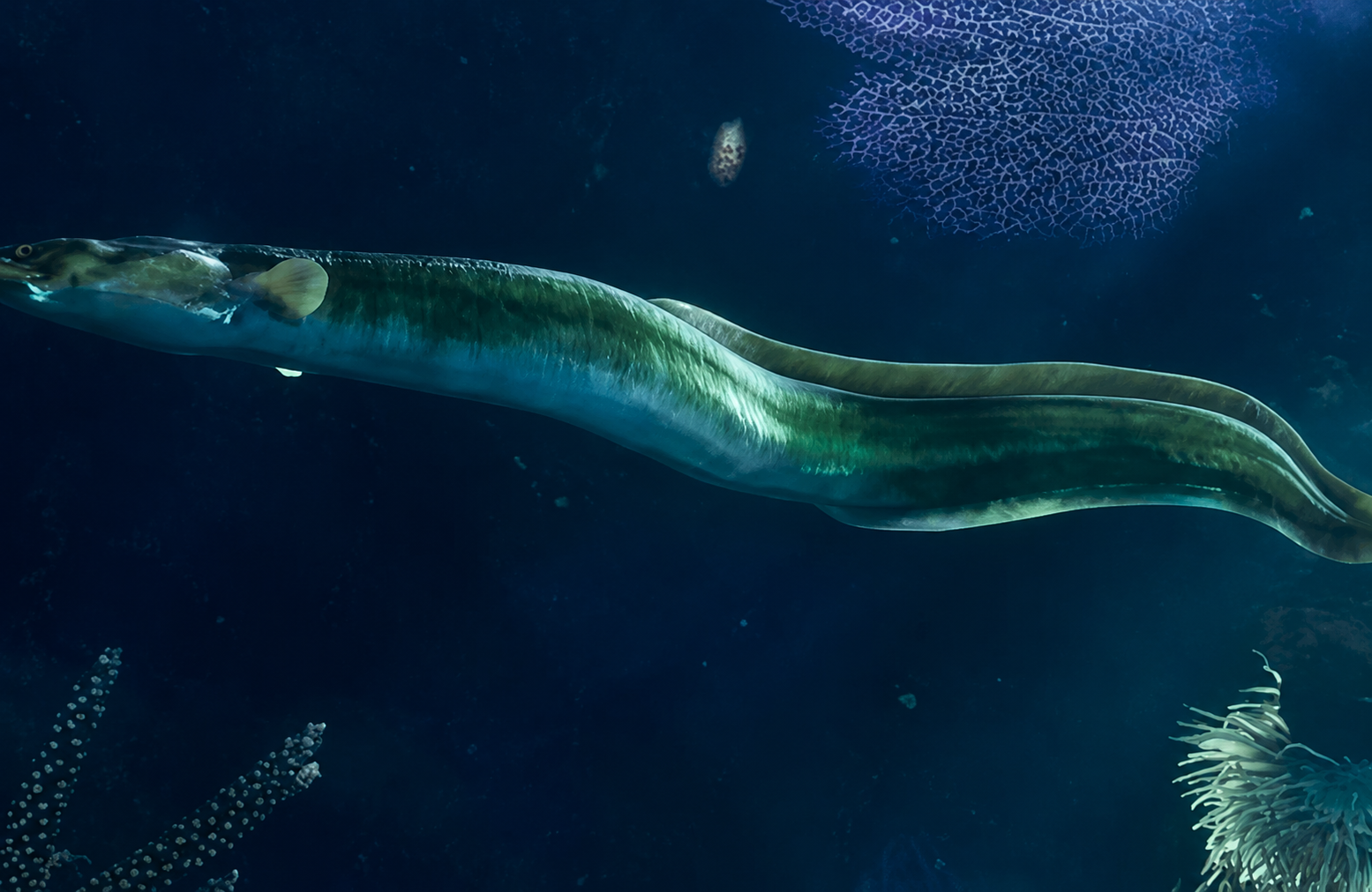 Eel - Fish image 1 of 4 in GTA 6