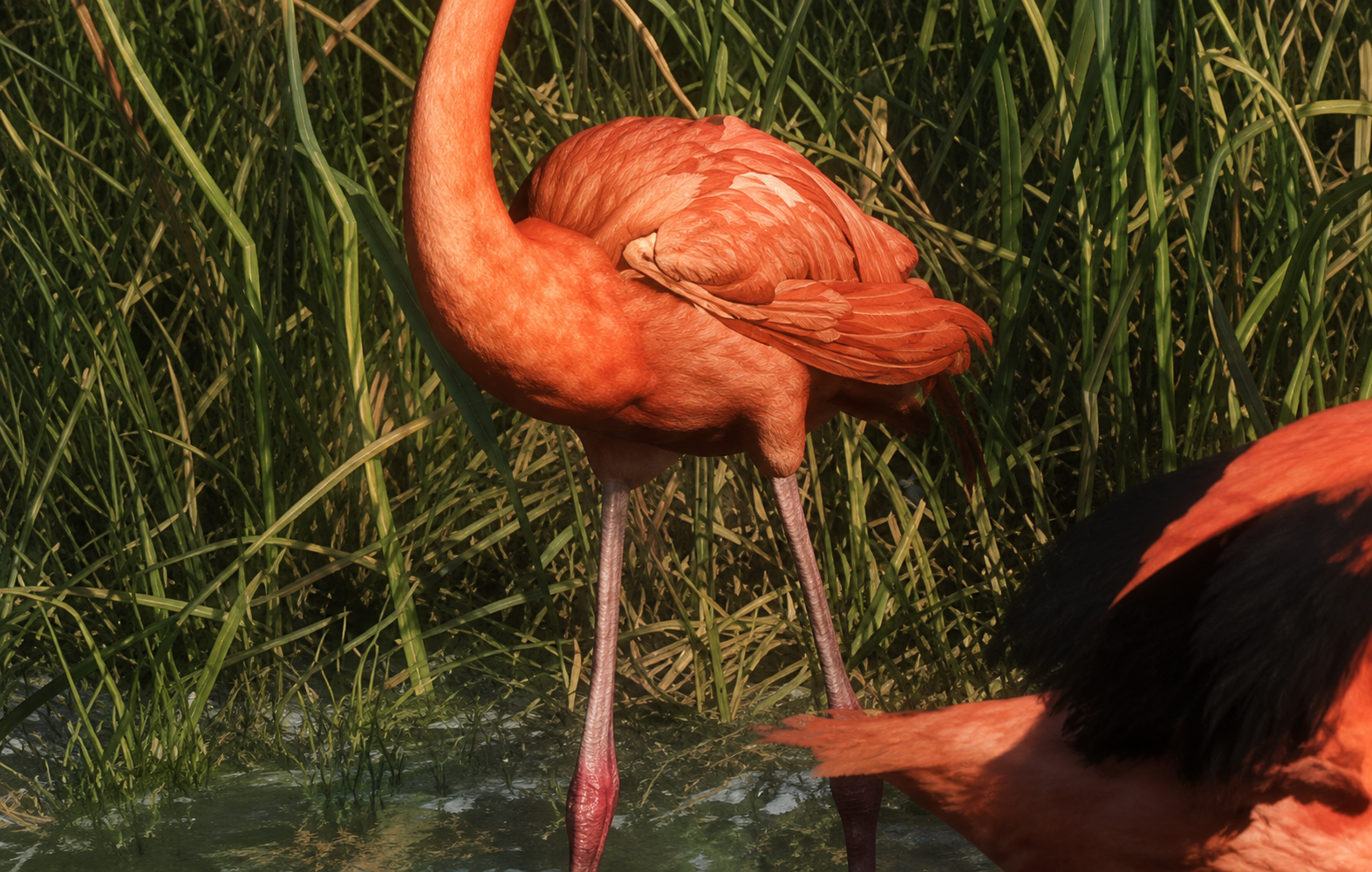 Flamingo - Land Animal image 1 of 7 in GTA 6
