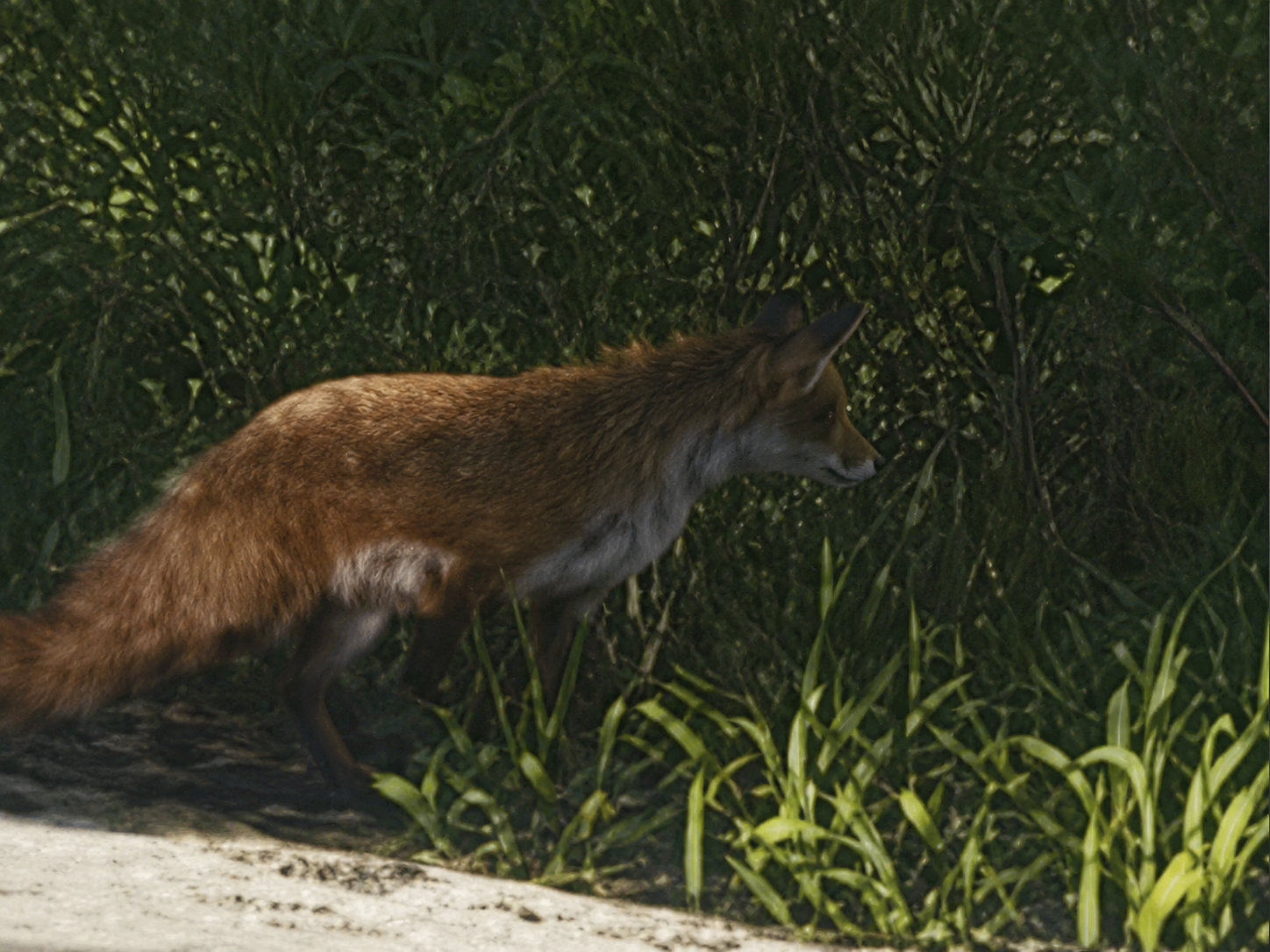 Fox - Mammal image 1 of 2 in GTA 6