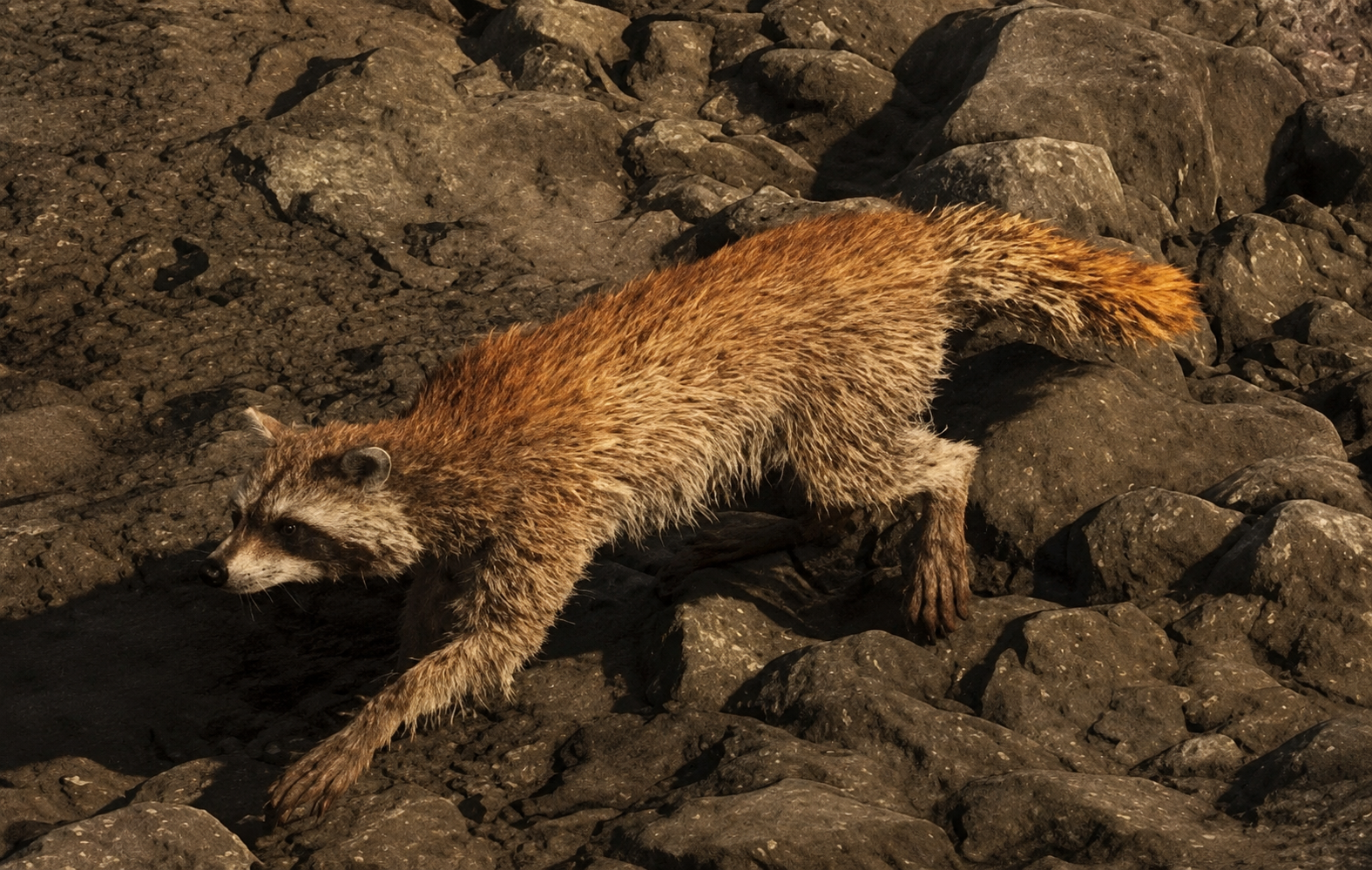 Raccoon - Mammal image 1 of 4 in GTA 6