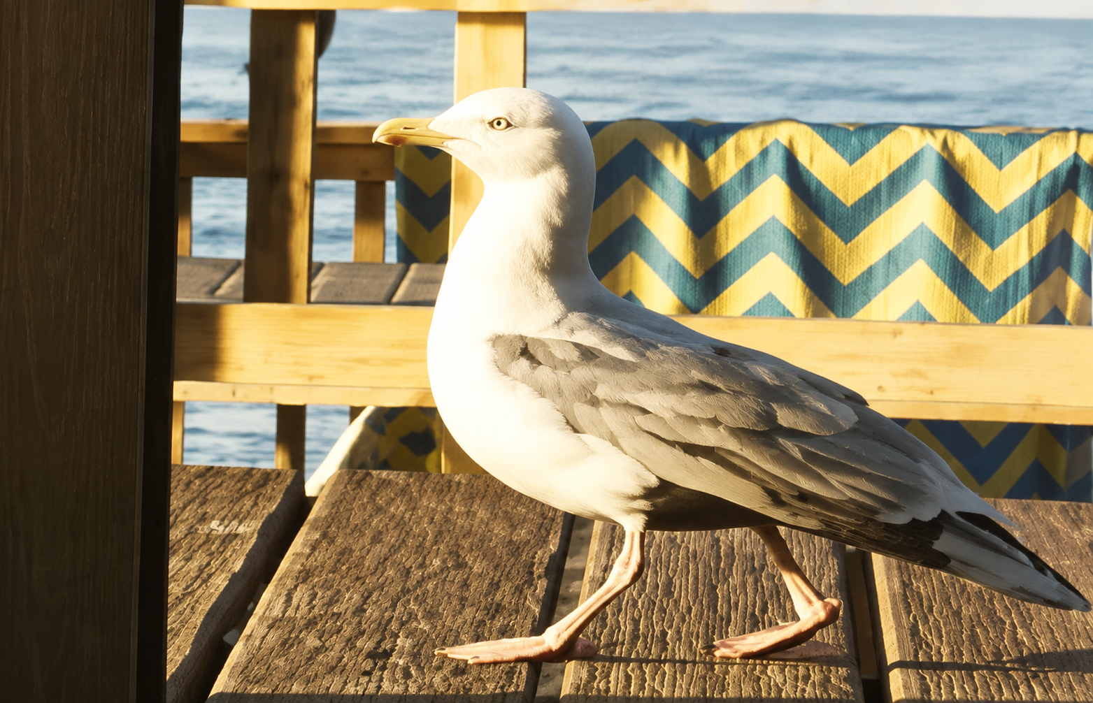 Seagull - Bird image 1 of 4 in GTA 6