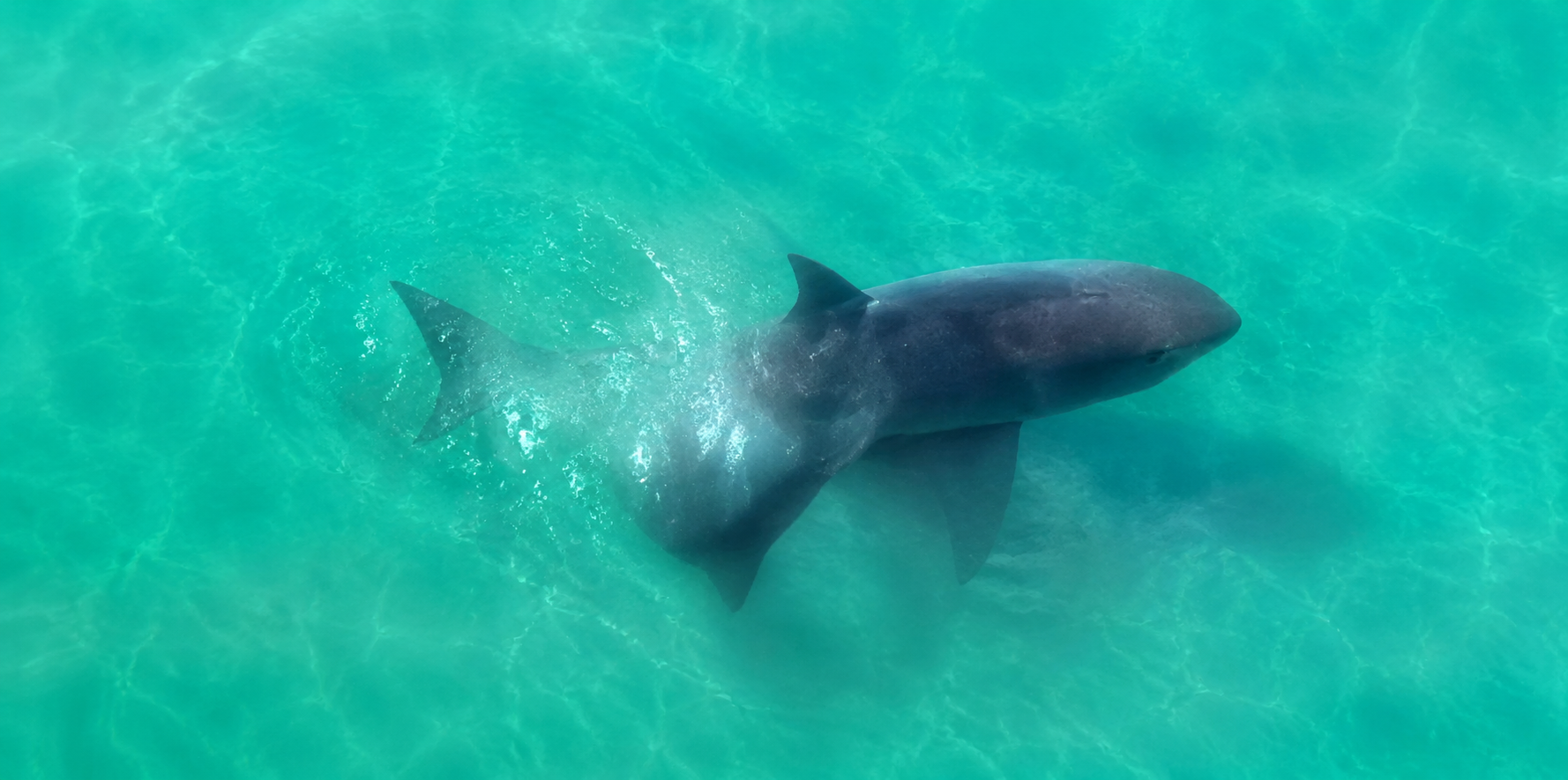 Shark - Sea Creature image 1 of 2 in GTA 6