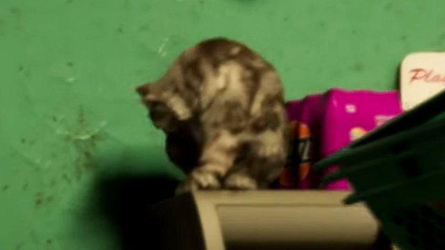 Cat - Mammal image 5 of 5 in GTA 6