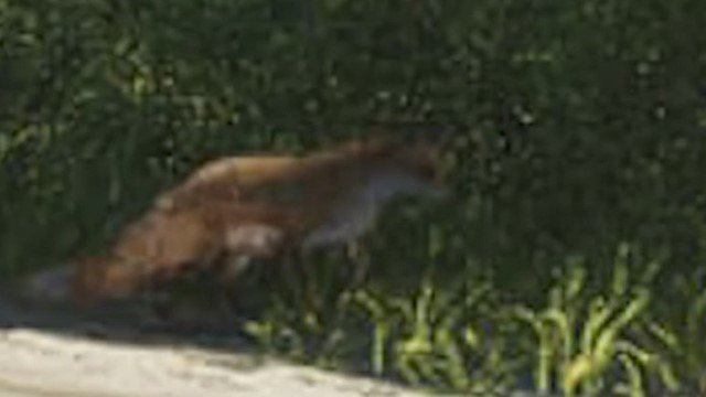 Fox - Mammal image 2 of 2 in GTA 6