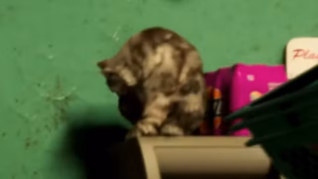 Cat - Mammal image 4 of 5 in GTA 6