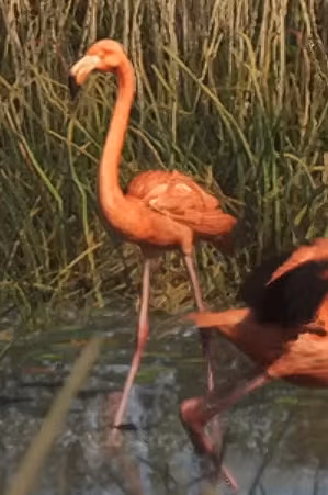 Flamingo - Land Animal image 6 of 7 in GTA 6