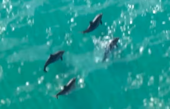 Dolphin - Sea Creature image 2 of 3 in GTA 6