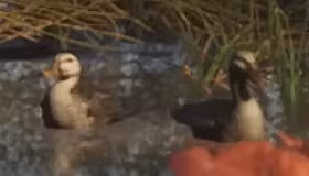 Duck - Land Animal image 2 of 2 in GTA 6