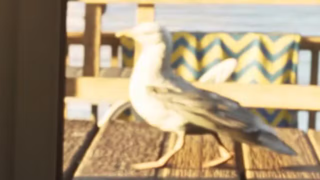 Seagull - Bird image 1 of 2 in GTA 6