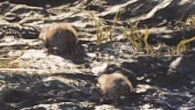 Beaver - Mammal image 2 of 2 in GTA 6