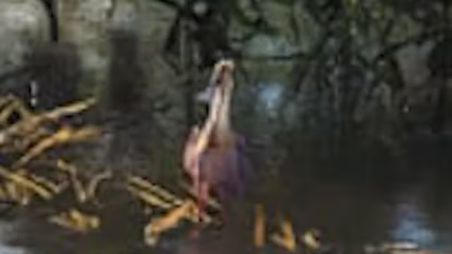 Spoonbill - Bird image 2 of 2 in GTA 6