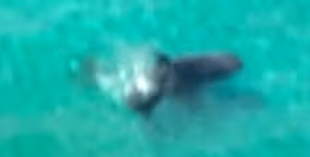 Shark - Sea Creature image 1 of 2 in GTA 6