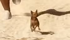 Chihuahua - Mammal image 2 of 3 in GTA 6