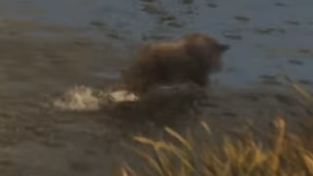 Boar - Mammal image 2 of 2 in GTA 6