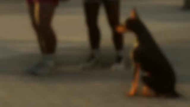 Doberman - Mammal image 2 of 3 in GTA 6