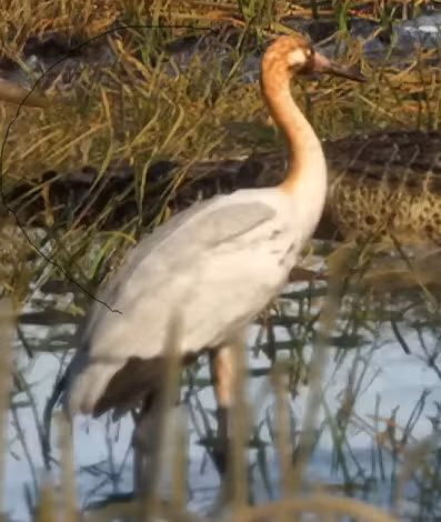 Crane - Bird image 1 of 2 in GTA 6