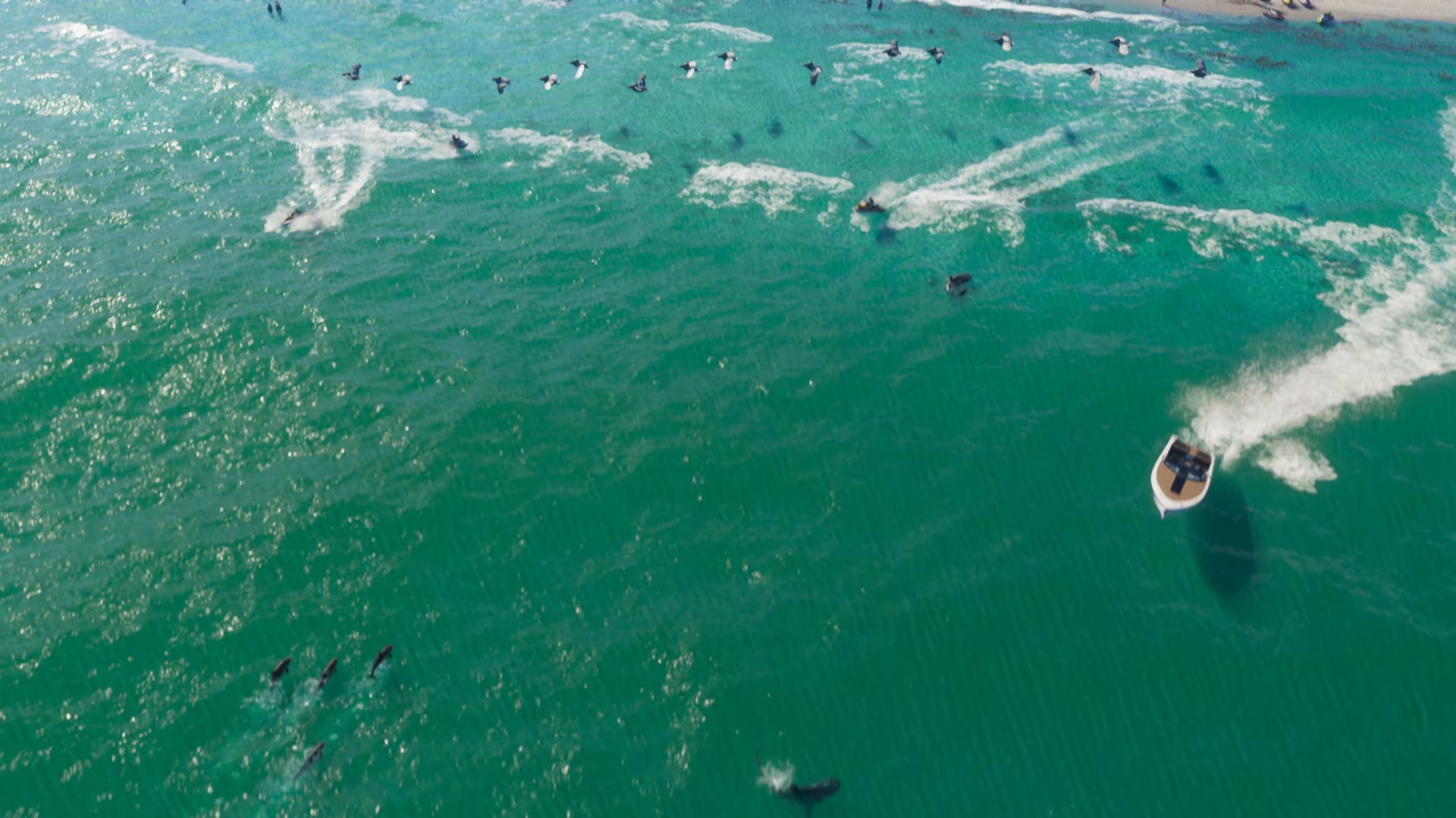 Shark - Sea Creature image 2 of 2 in GTA 6